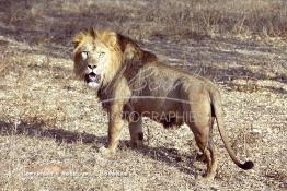 Image du Maroc Professionnelle de  MAX un jeune lion de l'atlas âgé de 7 ans effectue sa première sortie de cage depuis sa naissance au zoo de Témara près de Rabat. Mardi 27 Avril 1999. (Photo / Abdeljalil Bounhar) 